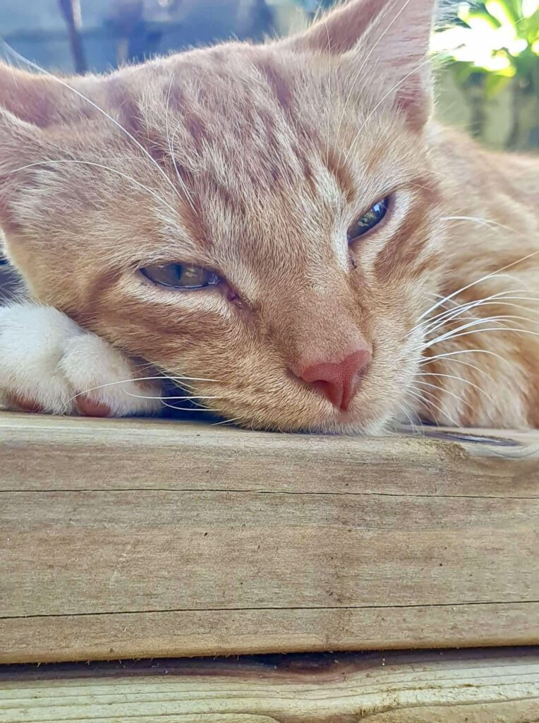 airbnb animaux acceptés