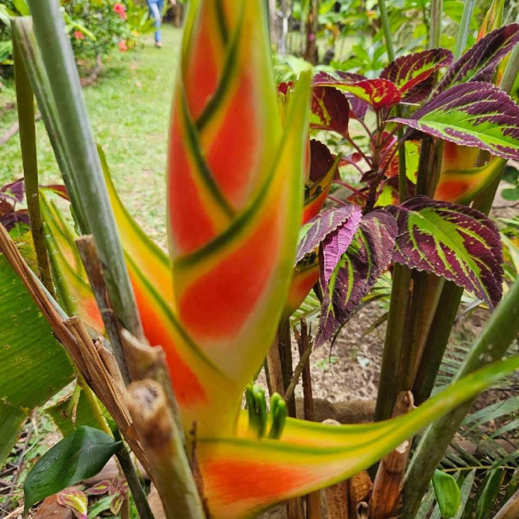 jardin-tropical jardin tropical polynésie